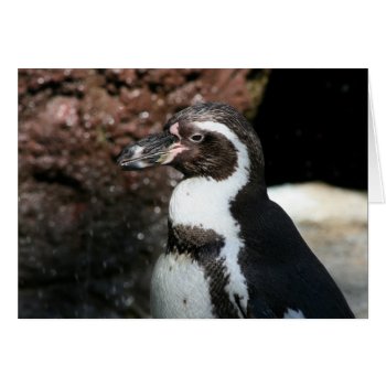 Penguin Card by lynnsphotos at Zazzle
