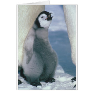 Penguin Cards