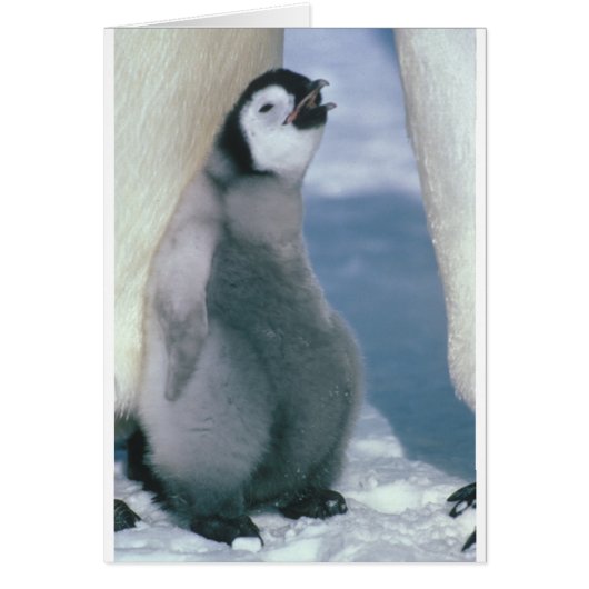 Penguin Cards (Front)