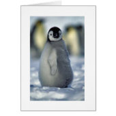 penguin chick (Front)
