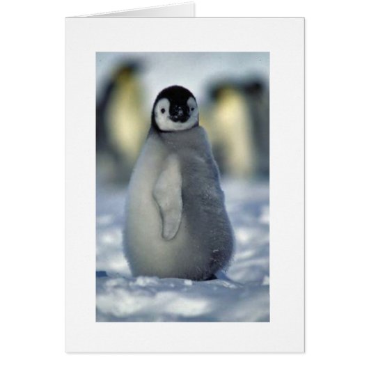 penguin chick cards (Front)