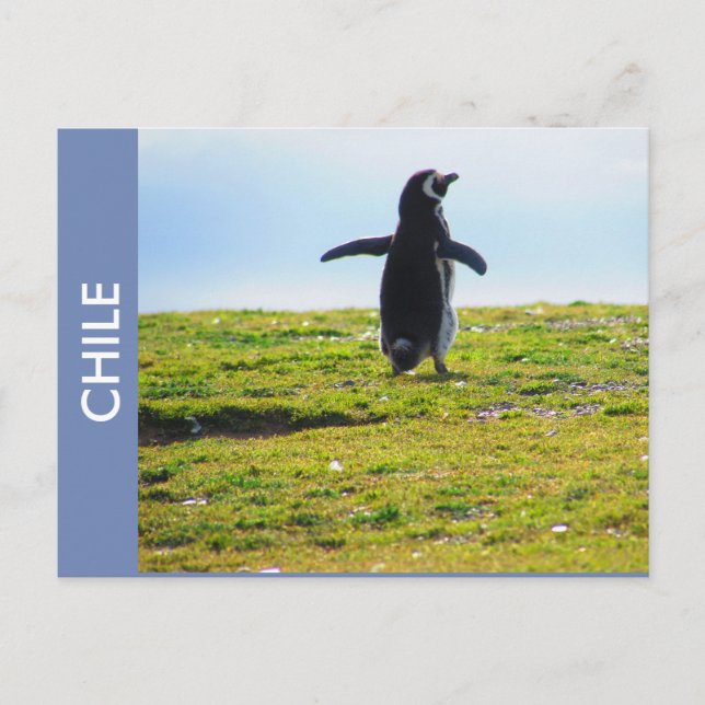 Penguin Chile Postcard (Front)