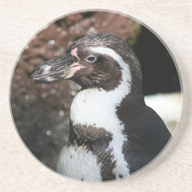 Penguin Coaster (Front)