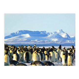 Penguin colony on ice photo print
