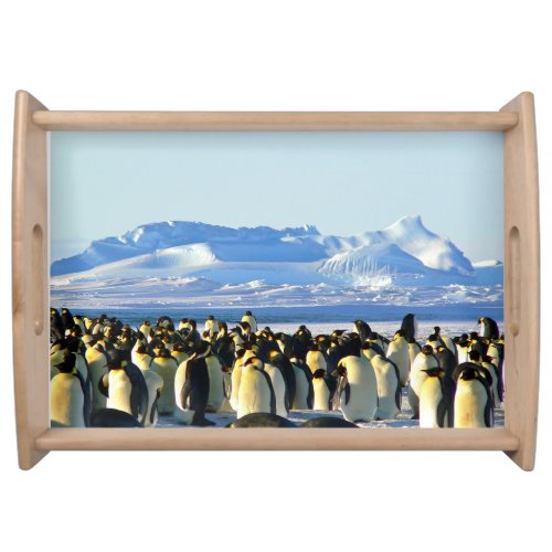 Penguin colony on ice serving tray