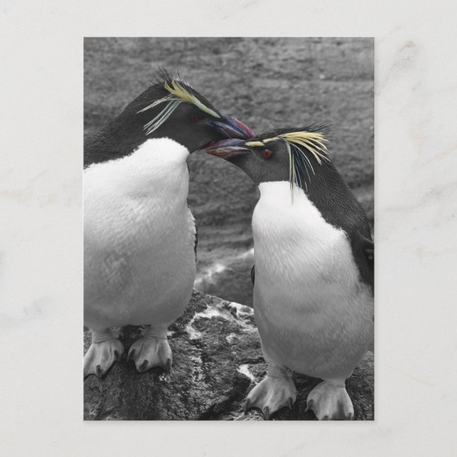 Penguin Colour Splash Holiday Postcard (Front)