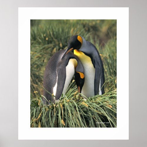 Penguin Cuddle Poster