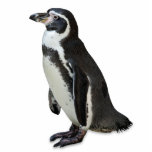 Penguin Cutout<br><div class="desc">Adorable penguin walking on a white background</div>