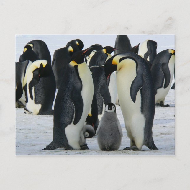 Penguin family card (Front)