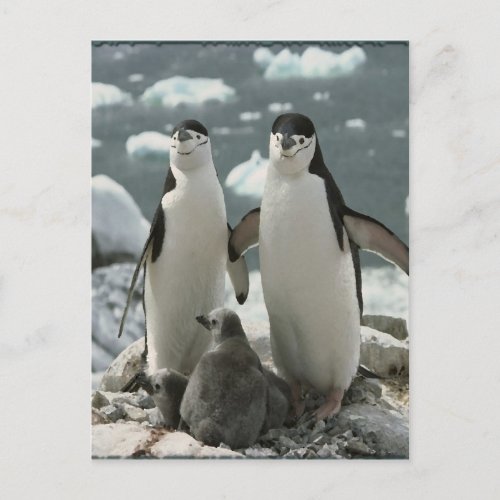 Penguin Family Postcard