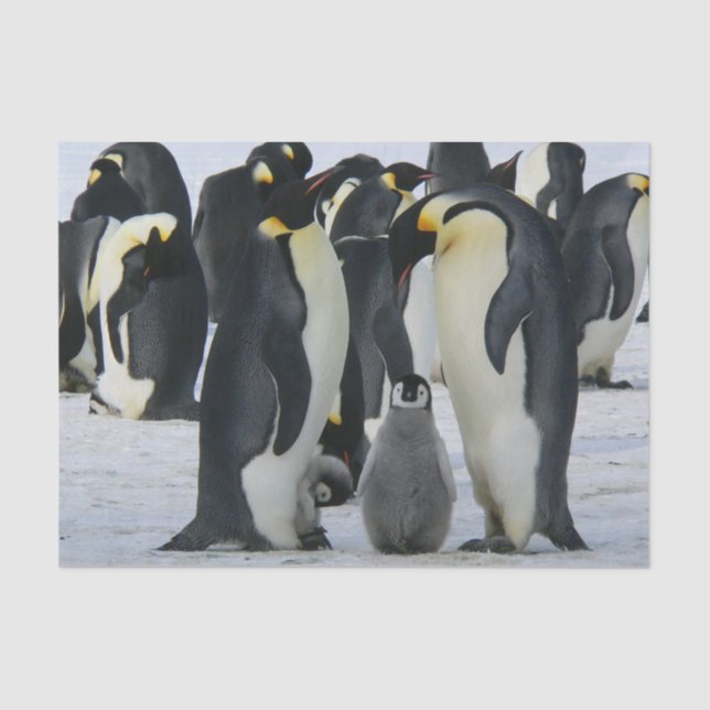 penguin family tissue paper (Front)