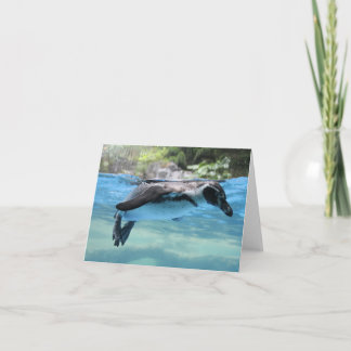 Penguin Float Card