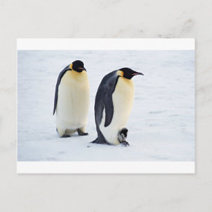 Penguin frozen ice snow bird weather cute animals postcard