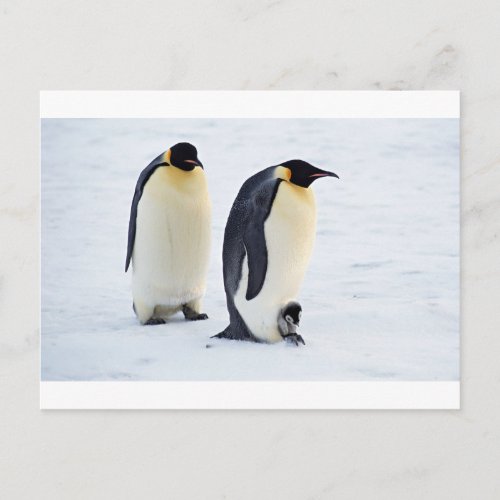 Penguin frozen ice snow bird weather cute animals postcard
