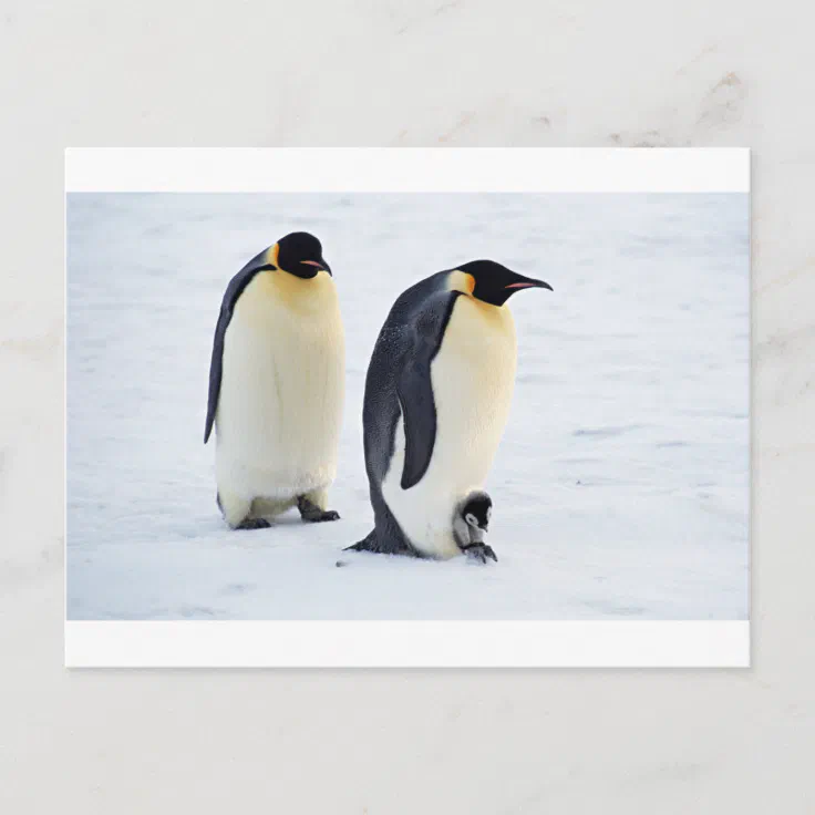 Penguin frozen ice snow bird weather cute animals postcard | Zazzle