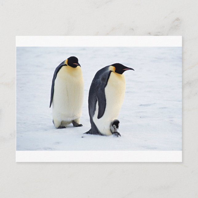 Penguin frozen ice snow bird weather cute animals postcard (Front)