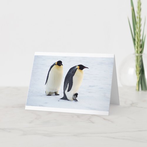 Penguin frozen ice snow bird weather cute animals thank you card
