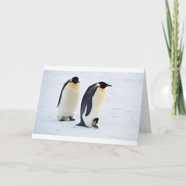 Penguin frozen ice snow bird weather cute animals thank you card (Front)