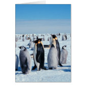 Penguin Gathering (Front)