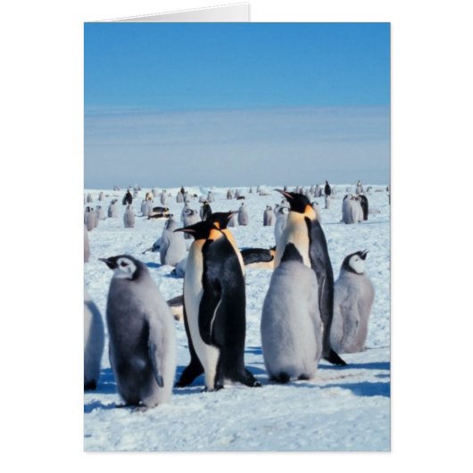 Penguin Gathering Cards (Front)