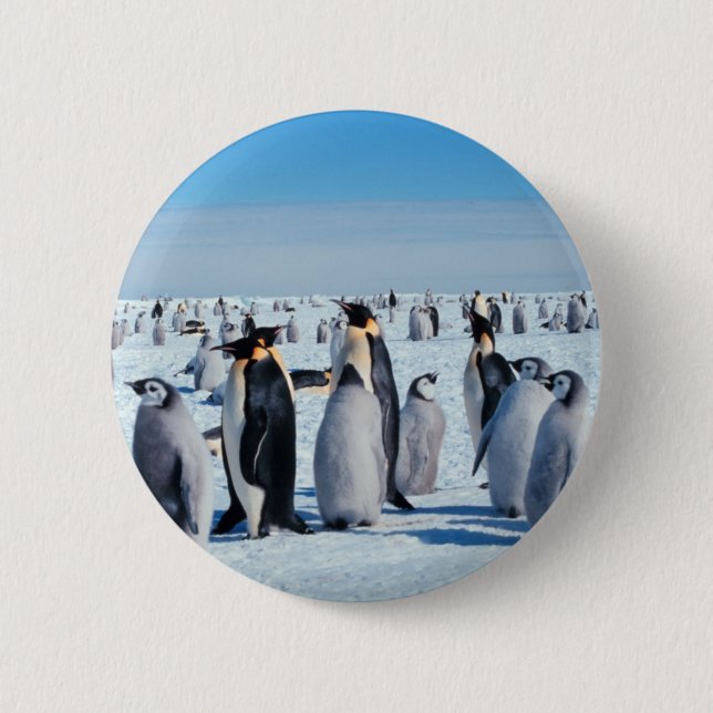 Penguin Gathering Pinback Button (Front)