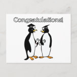 Penguin Graduates Postcard
