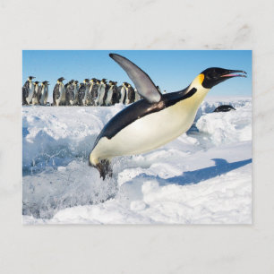 Penguin in Antarctica Jumping Out of the Water Postcard