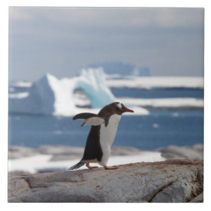 Penguin in front of an ice arch ceramic tile