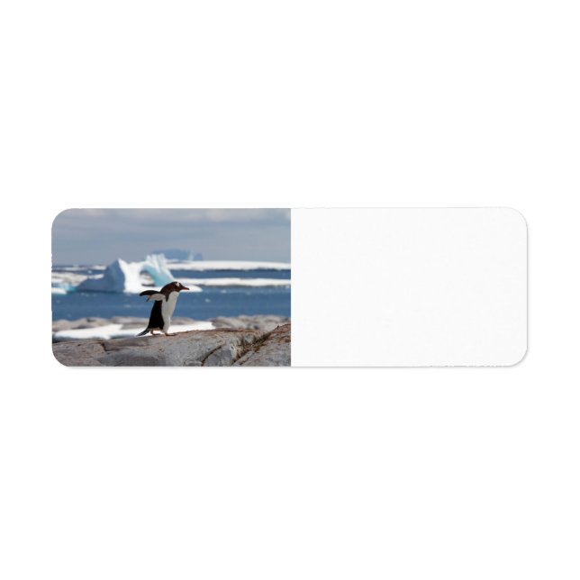 Penguin in front of an ice arch label (Front)