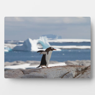 Penguin in front of an ice arch plaque