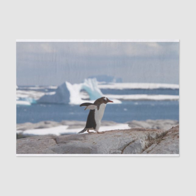Penguin in front of an ice arch tissue paper (Front)