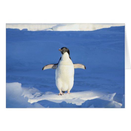 Penguin in Snow Blank Card (Front Horizontal)