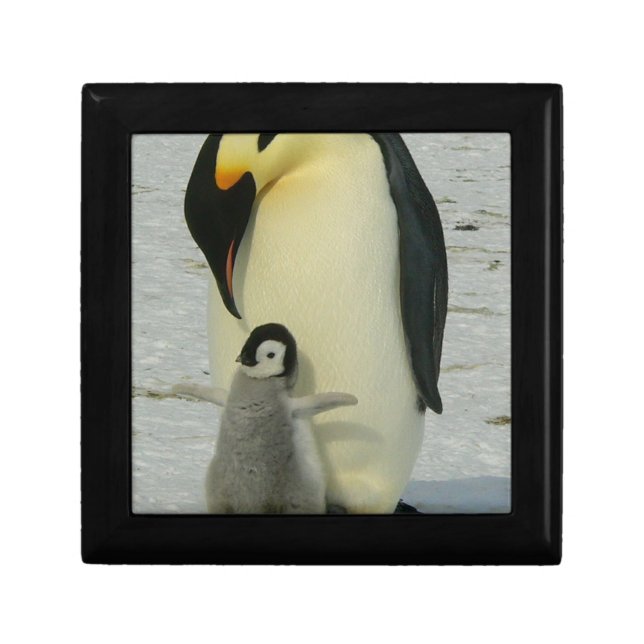 Penguin Looking at Chick Gift Box (Front)