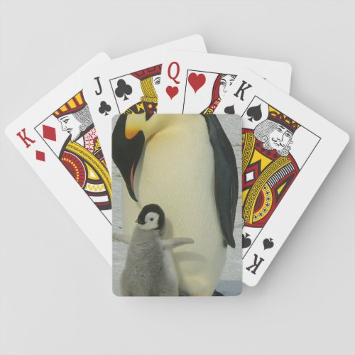 Penguin Looking at Chick Poker Cards