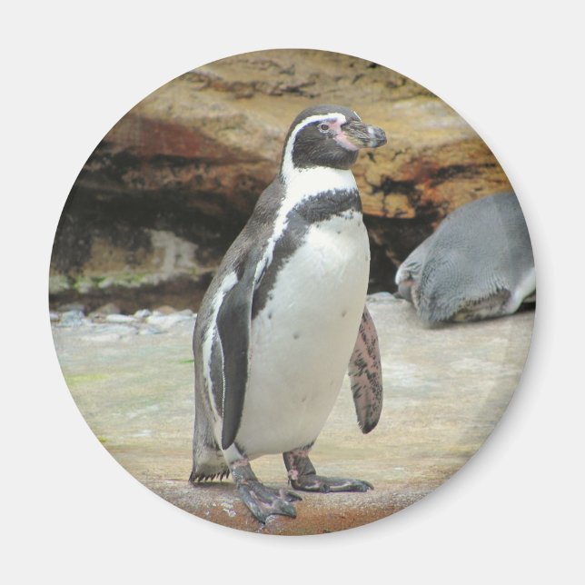 Penguin Magnet (Front)
