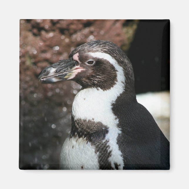 Penguin Magnet (Front)