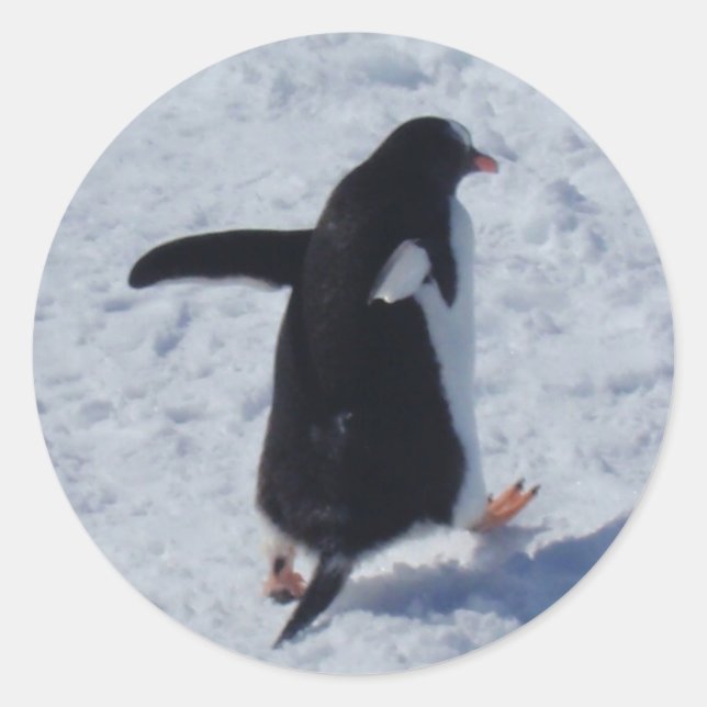 Penguin on the move Stickers Return Address Labels (Front)