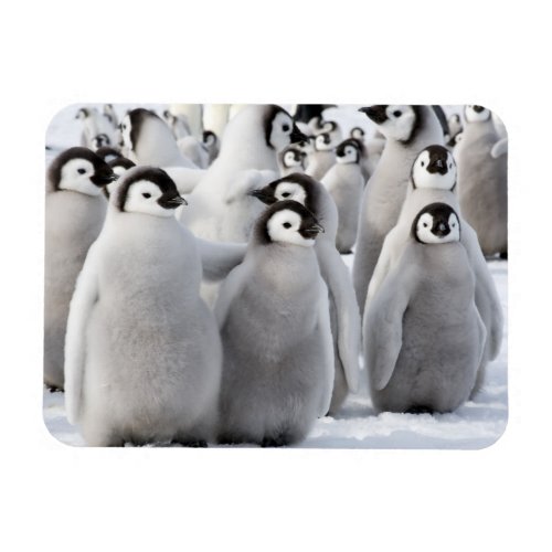 Penguin pals magnet