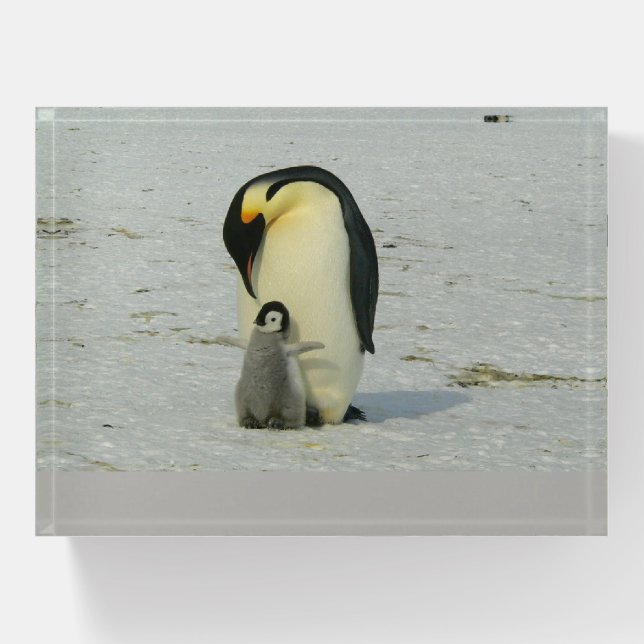 Penguin Paperweight (Front)