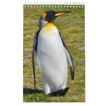 Penguin-pedia: Penguins Of The World Calendar by DavidSalPhotography at Zazzle
