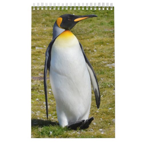 Penguin_Pedia Penguins of the World Calendar