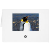 Penguin Portrait Cards (Back Horizontal)
