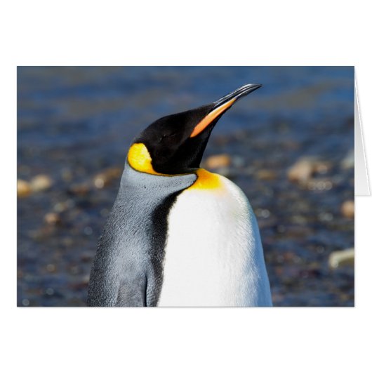 Penguin Portrait Cards (Front Horizontal)