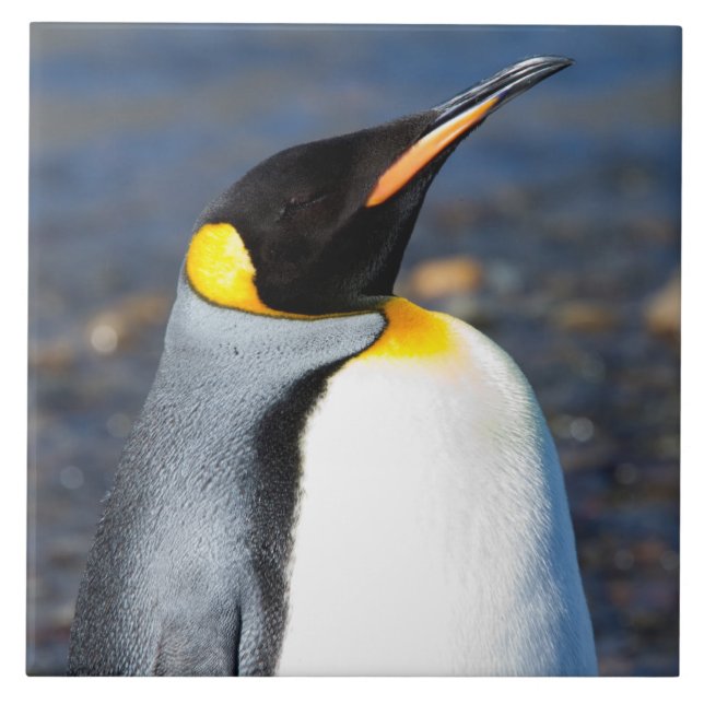 Penguin Portrait Ceramic Tile (Front)