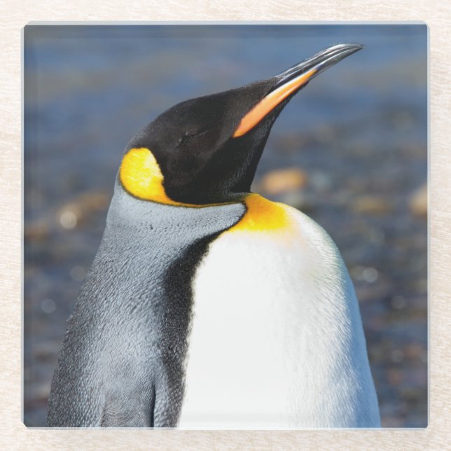 Penguin Portrait Glass Coaster (Front)