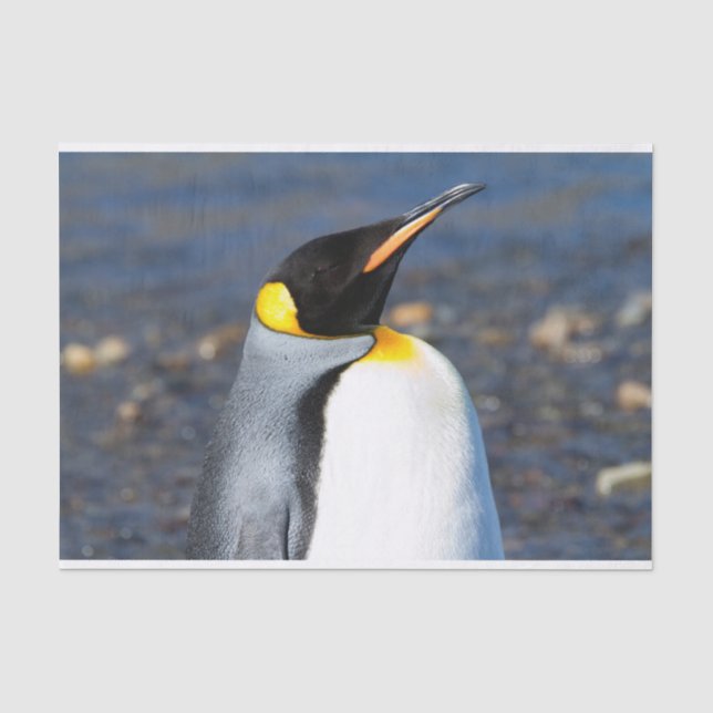 Penguin Portrait Tissue Paper (Front)