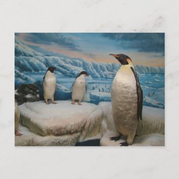Penguin Postcard by jamierushad at Zazzle