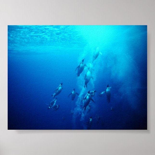 penguin poster (Front)