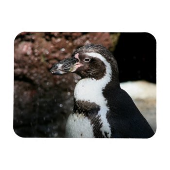Penguin Premium Magnet by lynnsphotos at Zazzle