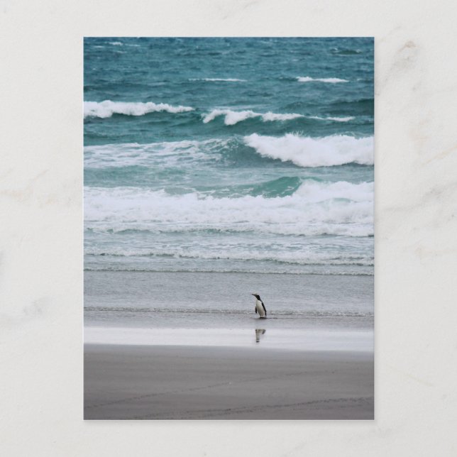 Penguin returning from the ocean postcard (Front)